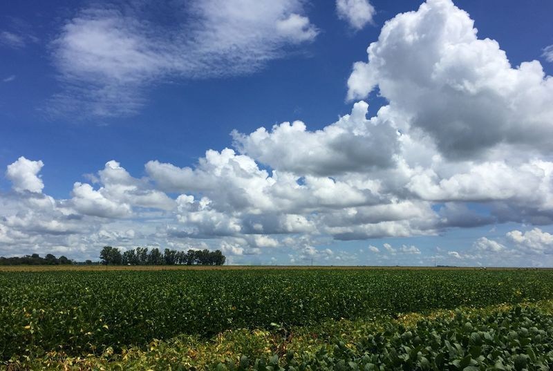 IMEA projeta colheita de 48,88 milhões de toneladas de soja em Mato Grosso